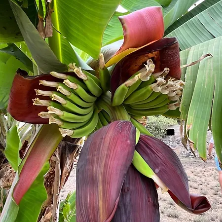 Tomillos Appartement Candelaria