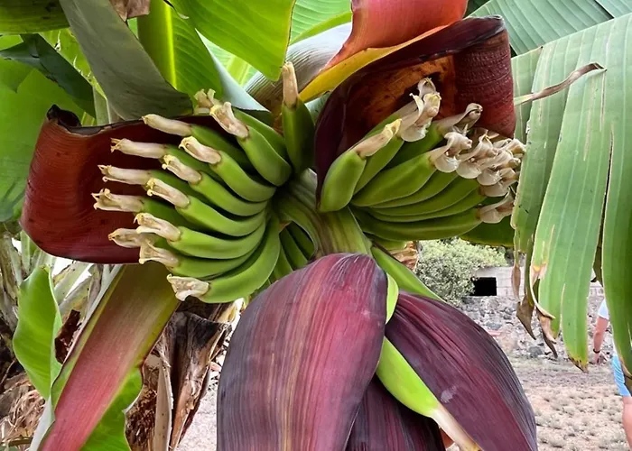 Tomillos شقة كانديلاريا