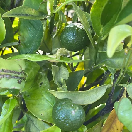 アパート Tomillos